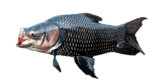 Pez especie Carpa Gigante del Mekong - Catlocarpio siamensis